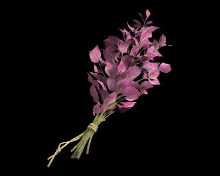 Green Herb tweet media