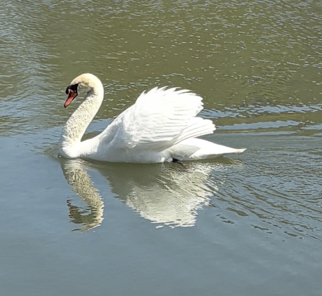 Connie C tweet media