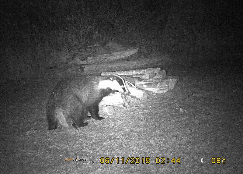 HourlyBadgers's tweet photo. [🔗](https://t.co/m3Dhg9mJyj) https://t.co/51fYgTPYZG