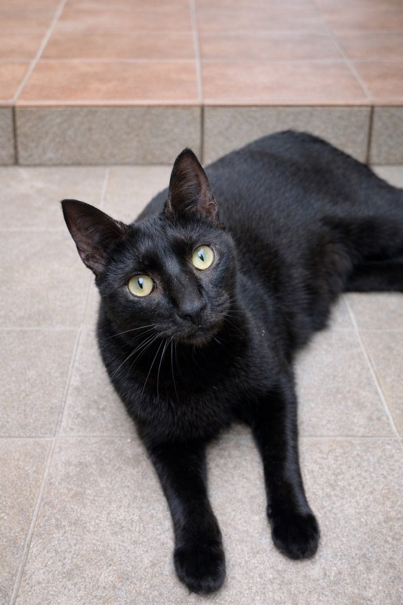 Refugi Els Àngels tweet media