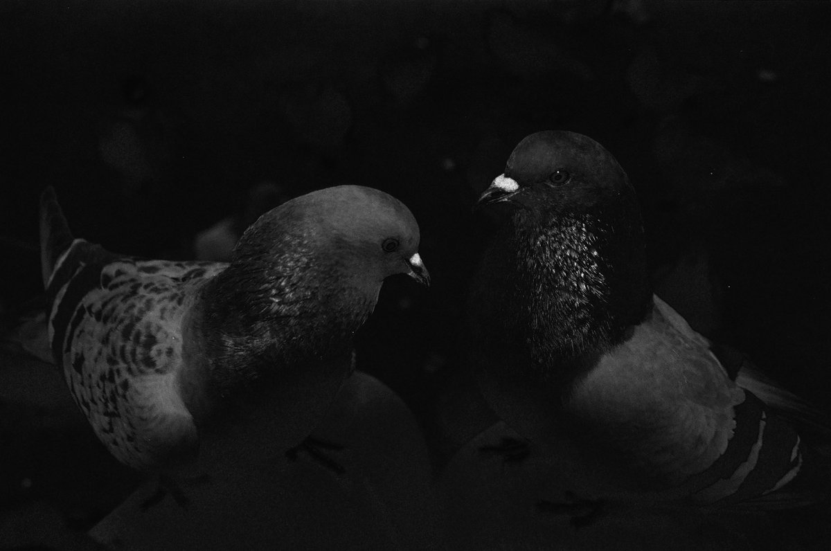 robotbackwards tweet media