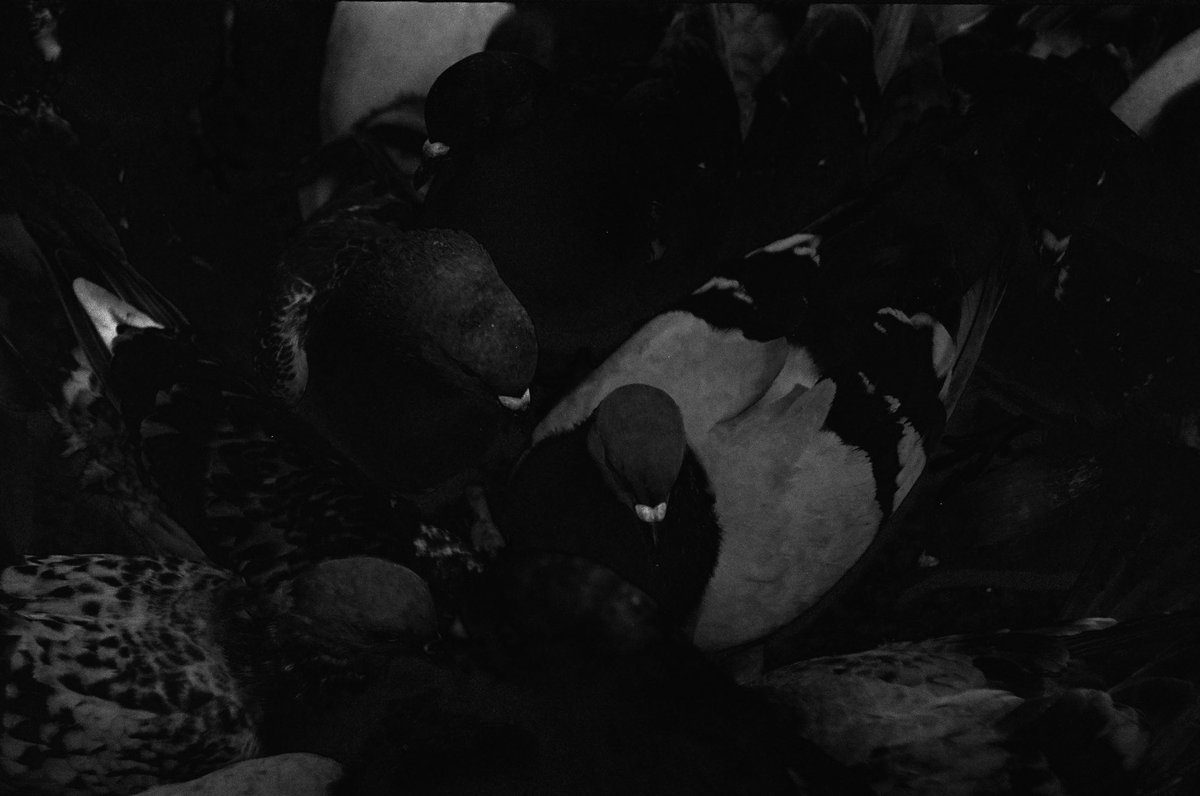 robotbackwards tweet media