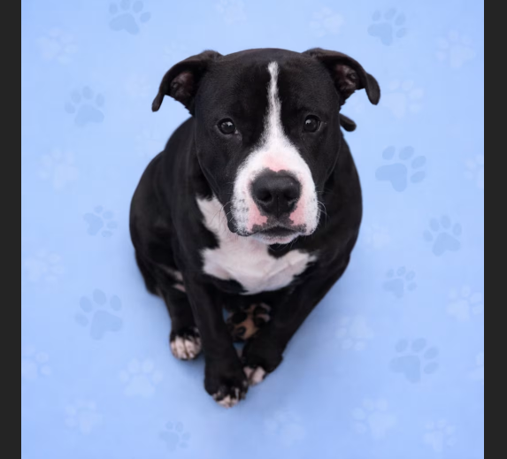 HollywoodDogs's tweet image. At an overcrowded shelter in #Memphis, #TN, 1 1/2-year-old Copelee is in IMMEDIATE need of adoption, a foster home, or rescue adoptapet.com/pet/47680116-m… #URGENT #AdoptableDogofDay 🐶