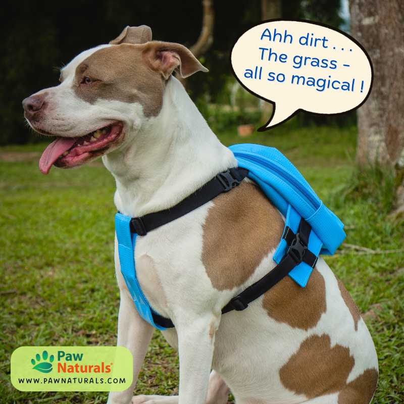 Paw_Naturals's tweet image. Grass under paws, dirt on whiskers &amp;amp; the world wide open. Outdoor time isn’t just play - it's enrichment, exercise &amp;amp; pure, unfiltered joy. 🌲🌾🐶🐱🤗#Outdoor #Pets #Wellness #AdventureTime #GrassPaws #NatureLovers
bit.ly/4pi8wcp