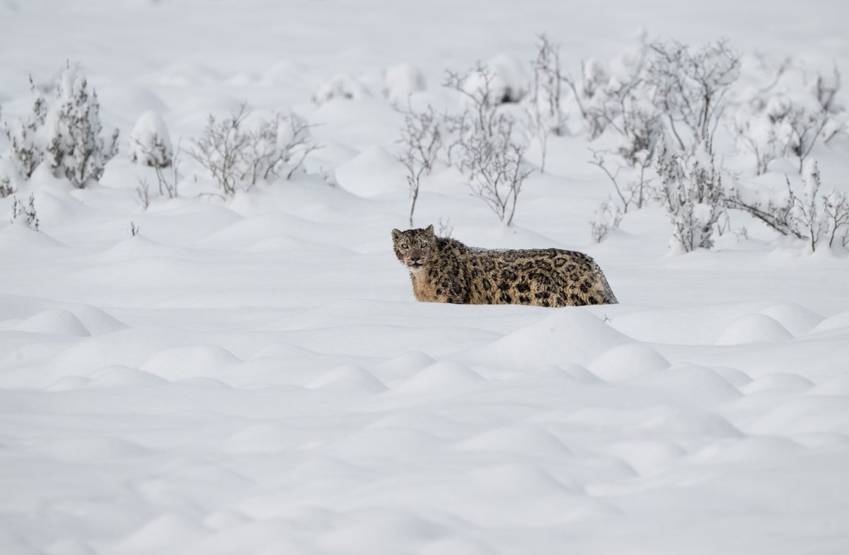 indexhu's tweet image. Egy ritka hópárducot sikerült lekapni a kínai Szecsuán tartományban, ahol még zavartalanul fennmaradtak azok a magashegyi élőhelyek, amelyek létfontosságúak a faj számára.
Részletek: index.hu/mindekozben/po…

Fotó: Yongdan Xinhua / eyevine / norhtf

#snowleopard #snow #China