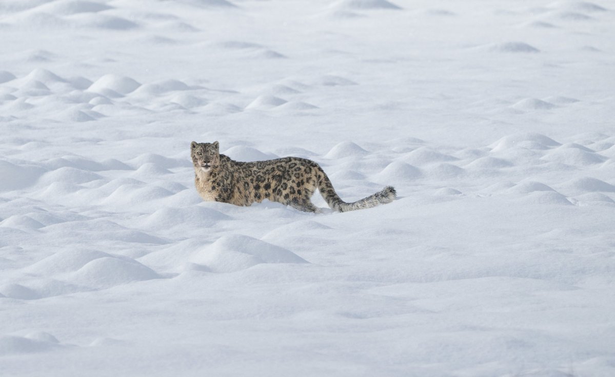 indexhu's tweet image. Egy ritka hópárducot sikerült lekapni a kínai Szecsuán tartományban, ahol még zavartalanul fennmaradtak azok a magashegyi élőhelyek, amelyek létfontosságúak a faj számára.
Részletek: index.hu/mindekozben/po…

Fotó: Yongdan Xinhua / eyevine / norhtf

#snowleopard #snow #China