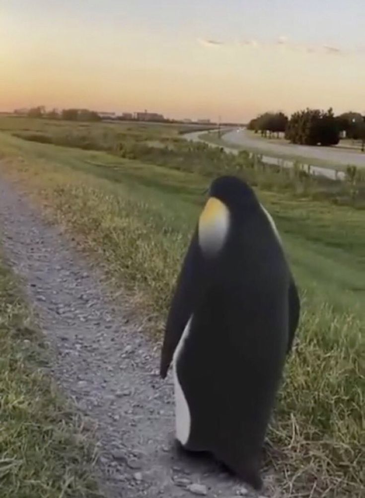 Moonolyte (Comms Open) tweet media