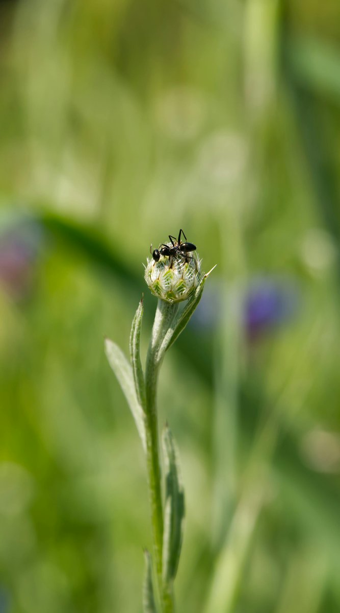 スプライト CAS垢 tweet media