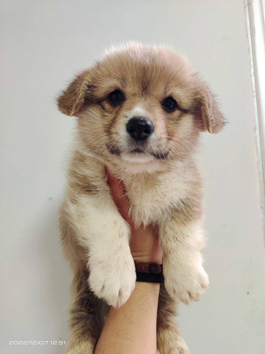 adora bernabe tweet media