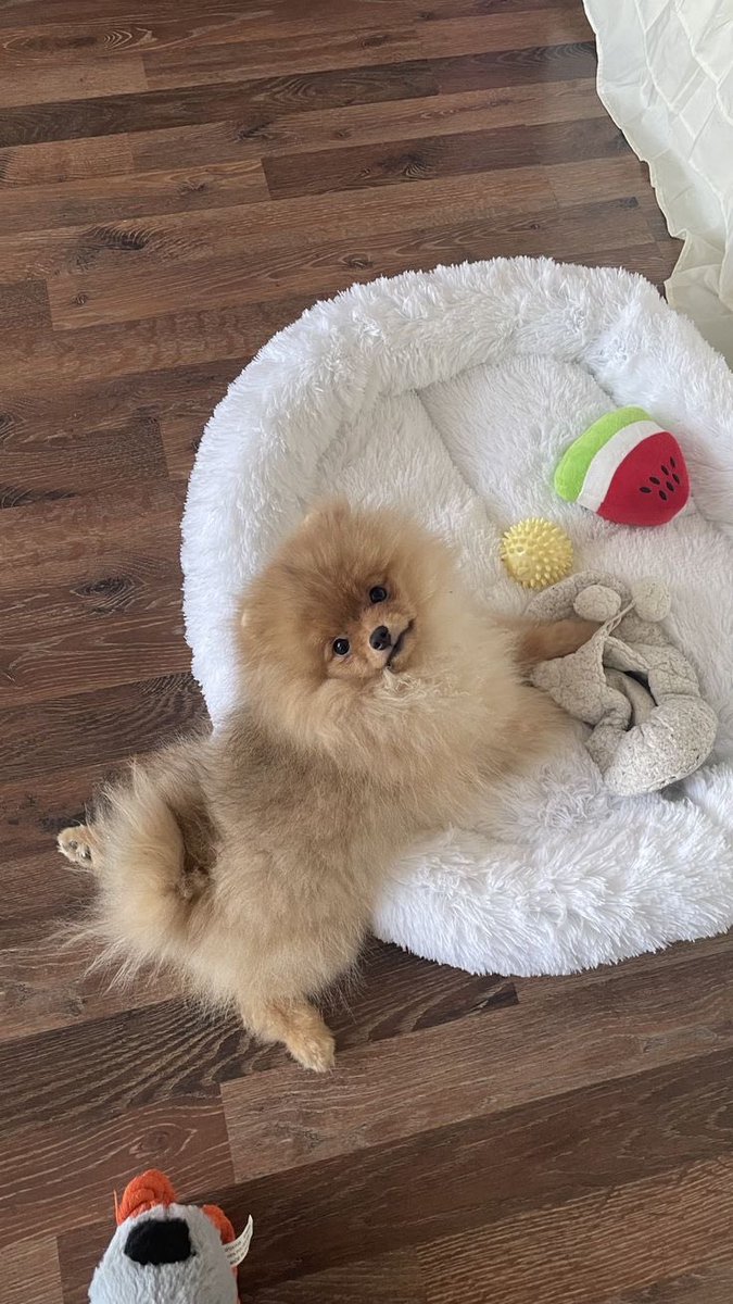 Alguém tira essa cachorra vesga e essa mulher que só sabe comer mato da minha casa!!!!