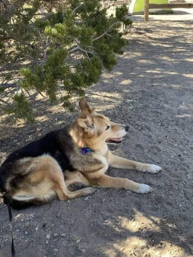 Tweets of Dogs tweet media