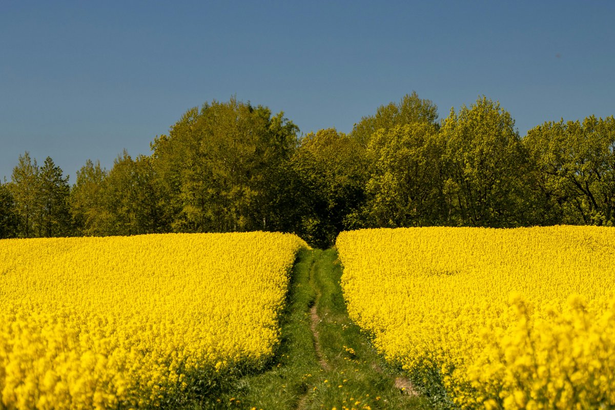 Aditya Pratap Singh tweet media