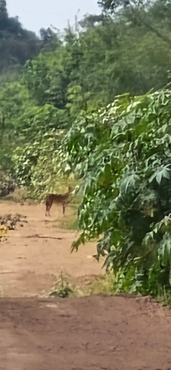 jacobogs's tweet photo. #hoyenelcampo me encontre a un coyote, y parecía que era cojo. https://t.co/8BAQYc1s5Q