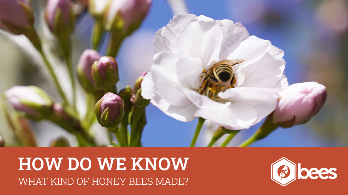 adagio_bees's tweet photo. Orange blossom or goldenrod… how can you tell? 🍯

It’s not guesswork.

Here’s how beekeepers know exactly what ends up in your jar ⬇️
https://t.co/52n59bJtNu https://t.co/HBh8BGgWPu