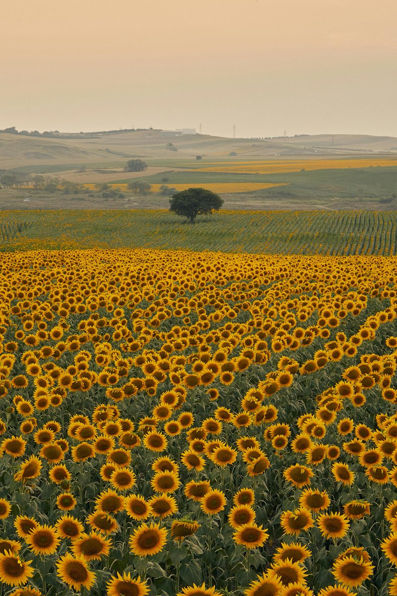 kyunghea kim tweet media