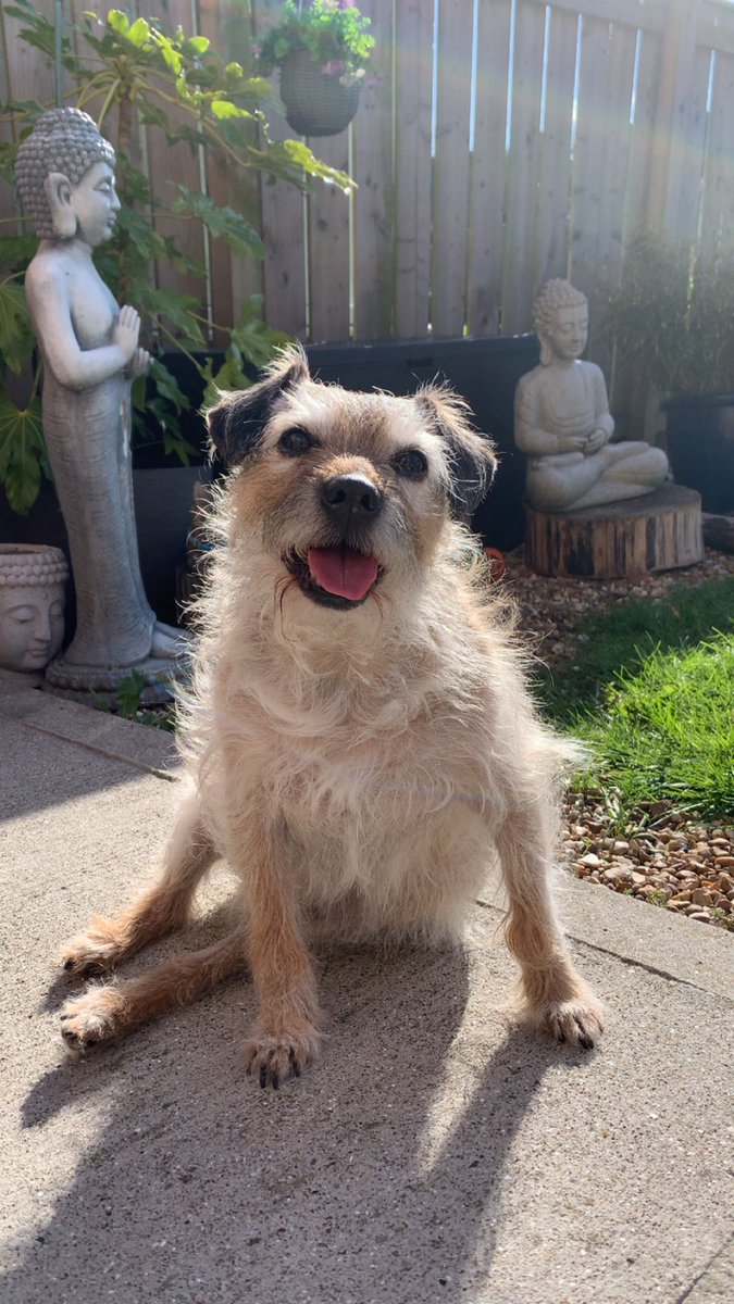 Deborah87519078's tweet image. My old boy Finlay….. looking smashing in the sunshine ☀️ #RestoreDogs #BorderTerrier #SeniorDogs #RestoreBritain  He’s a good egg 🥰