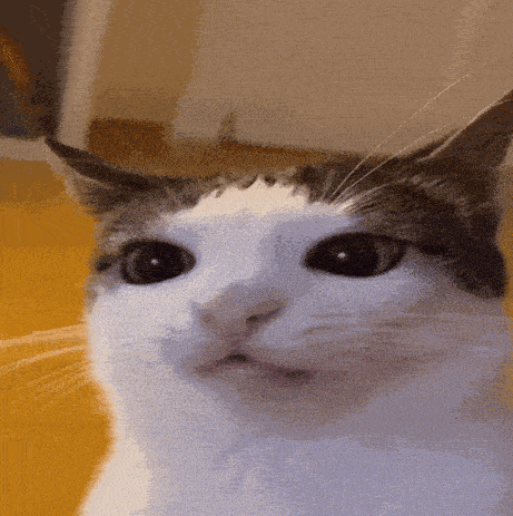 ☆ * 𝓜𝓲𝓻𝓲 ⋆ ˚ ❀ tweet media