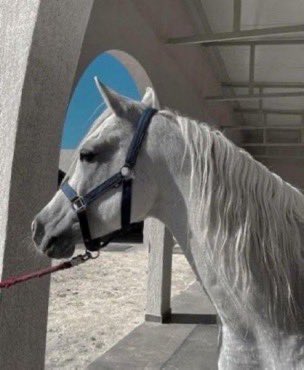 مججيد tweet media