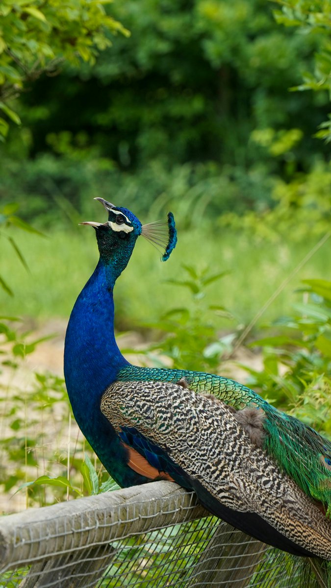 MUHAMMAD MONE LADIH tweet media