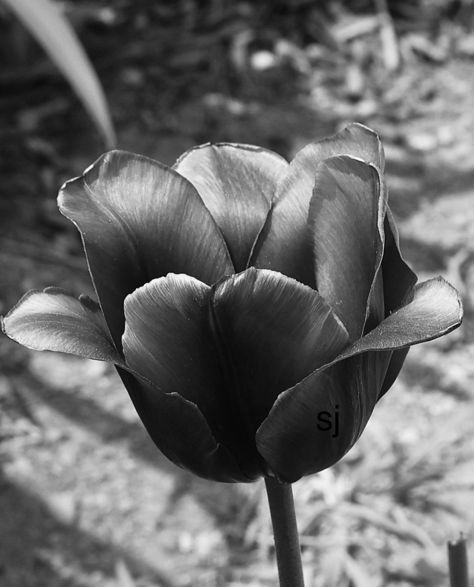 SandraBeeKind's tweet image. What I love about Black &amp;amp; White photographs is that they’re more like reading the book than seeing the movie.
Jennifer Price

#Monochrome #Tulips
#BlackAndWhite 
#TulipTuesday 
#BlackAndWhitePhotography