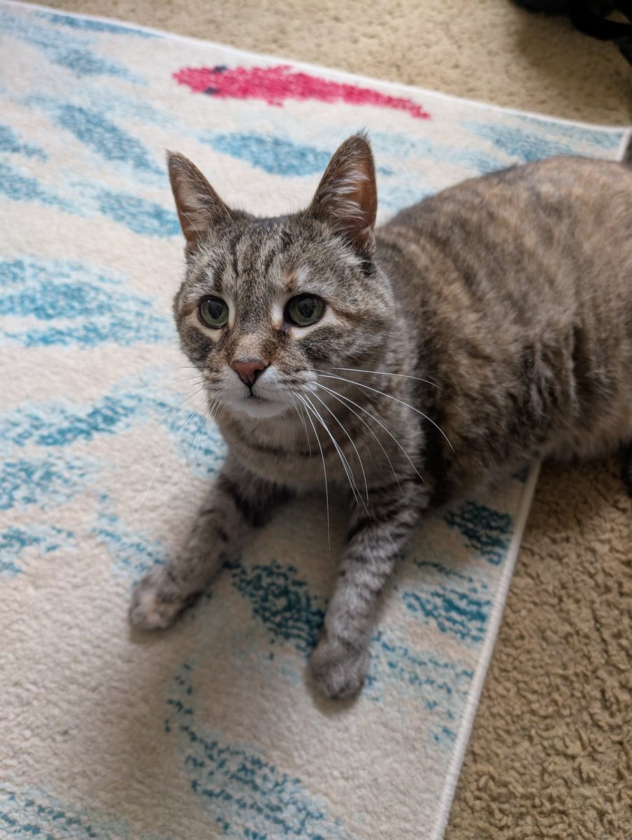 hai ereryone! today, if you ask me(hazel type) a question, i will answer with mine wisdom ok