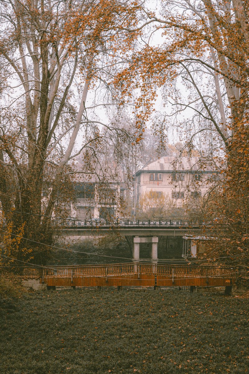 diego jasa tweet media