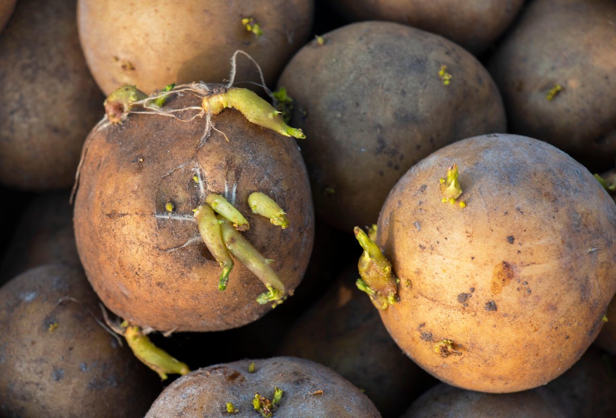 SpudSmartMag's tweet image. Sprouting is never harmless. Once dormancy breaks, moisture loss starts and value slips away. Check piles daily. Act early. Protect storability.

#PotatoStorage #AgTech #Insiders @1_4GROUP
 
hubs.li/Q049FXGK0