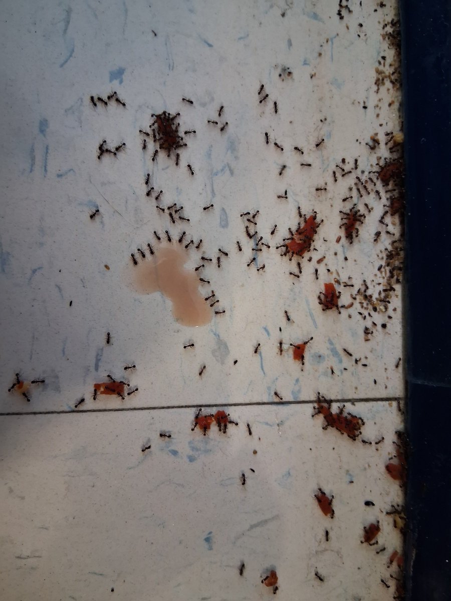 Sugar-ᢉ𐭩₊˚ JASPERS GF tweet media