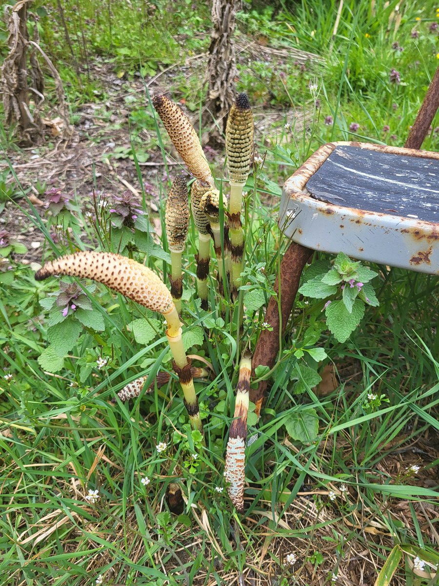 ryangtanaka | teia.cafe tweet media