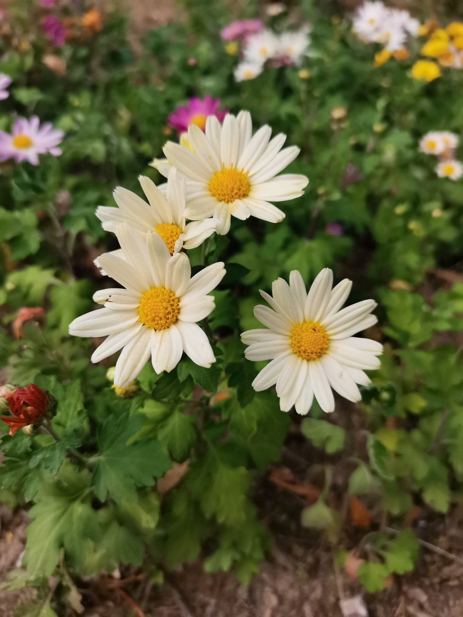 Louise McIntosh tweet media