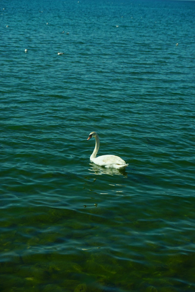 savannah tweet media