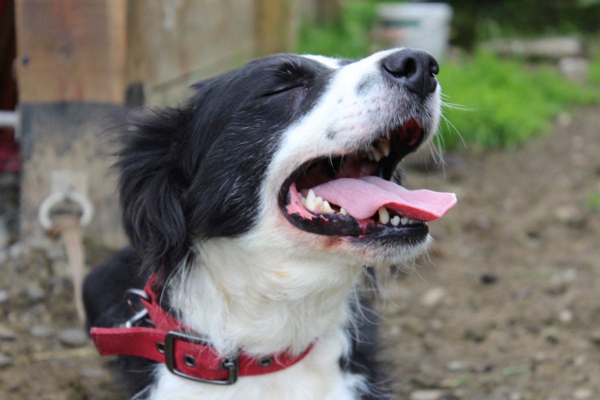 Andrea Meanwell tweet media