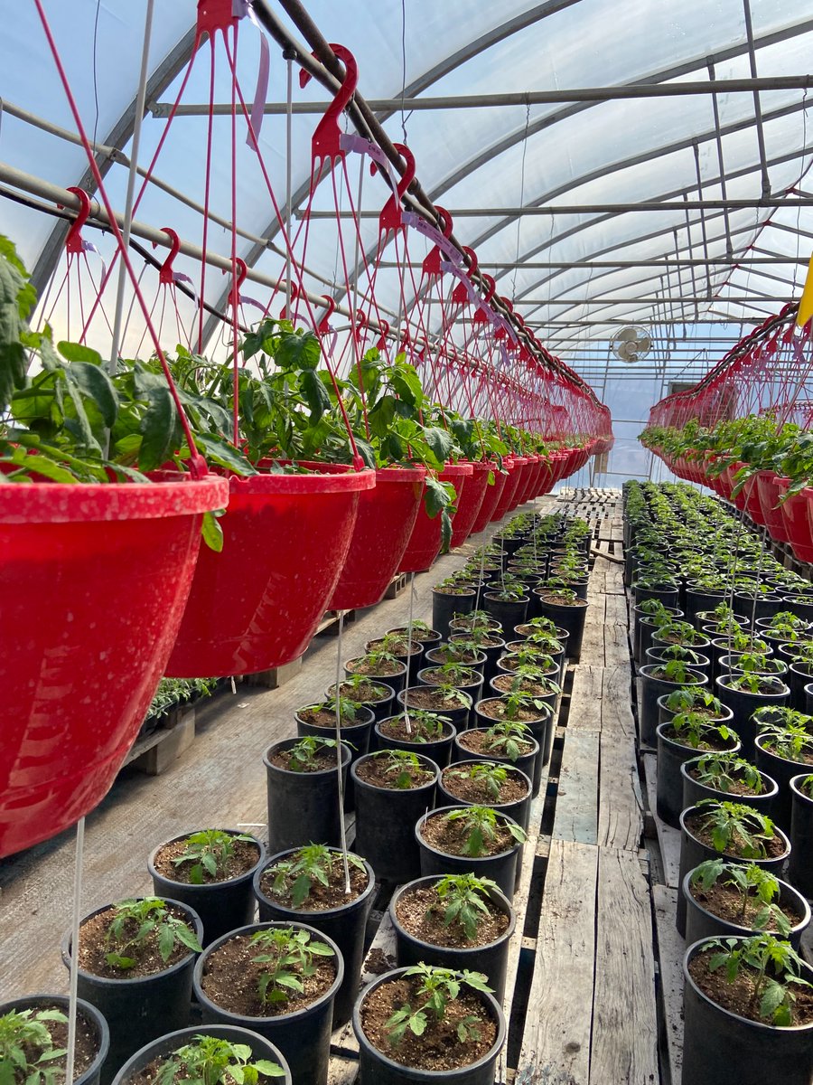 sungro's tweet image. This week is all about the Earth, and we know greenhouse growers like you help care for the Earth every day through the way you grow and manage your crops.

#earth #greenhouse #growers #support