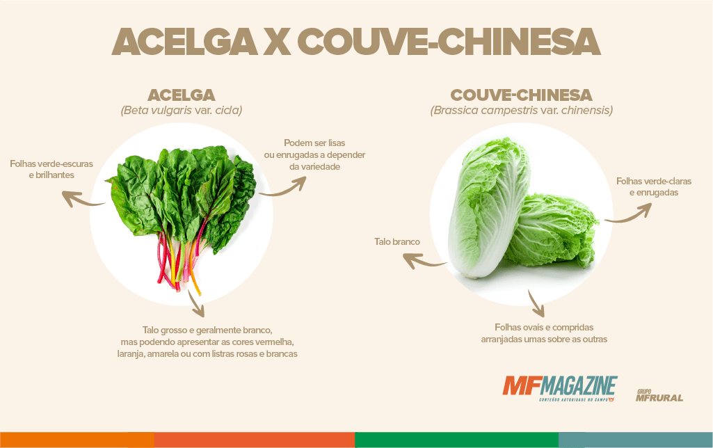 meninacocrante's tweet photo. @cariocabruno021 @psicontraponto Pior que acelga e couve chinesa são a mesma coisa em alguns lugares, mas são plantas diferentes. https://t.co/zq0BKkMAKT