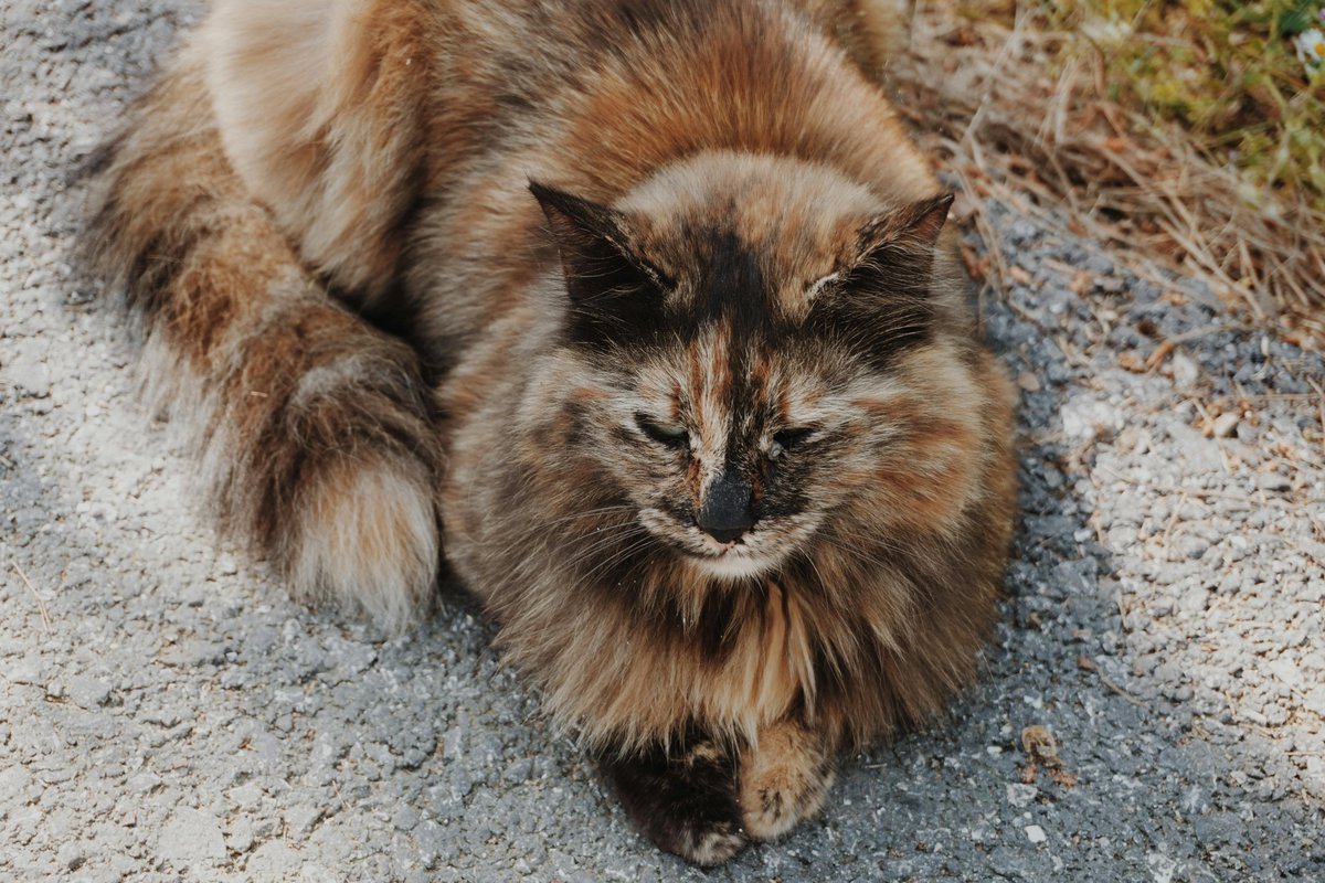 Porchita chawala tweet media