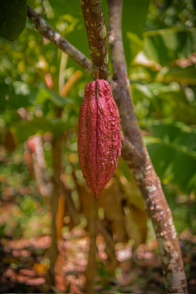 origencata's tweet photo. Chocolate Origen Criollo 🍫 Puro Cacao Criollo Origen Ocumare de la Costa, Estado Aragua Venezuela 🇻🇪 https://t.co/wVtbTUENvv