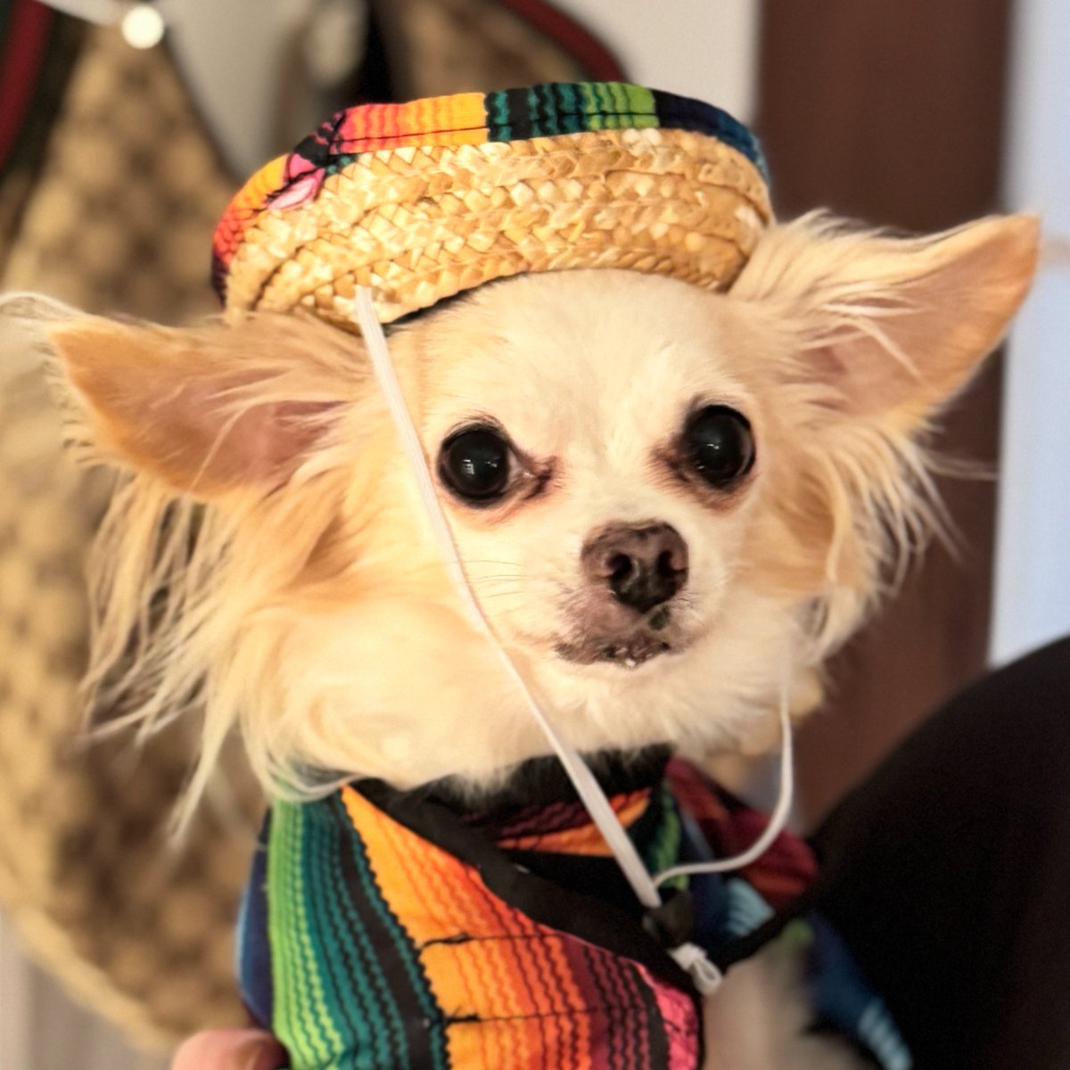 Stella X tweet media