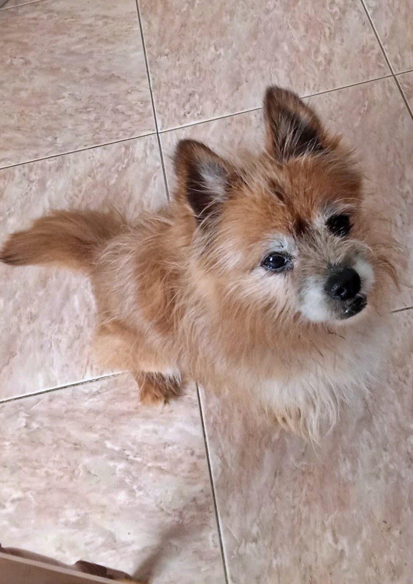 #GRANADA
Este peluchete tan bonito es el abuelito #LÍO. Llevaba más de tres años encerrado en el chenil de una residencia esperando que alguien le echase una patita 🐾

Llegó a la prote 𝗛𝘂𝗲𝗹𝗹𝗶𝘁𝗮𝘀 𝗛𝗮𝗽𝗽𝘆 𝗚𝗿𝗮𝗻𝗮𝗱𝗮, 𝗘𝘀𝗽𝗮ñ𝗮 con la boca en muy mal estado y hubo