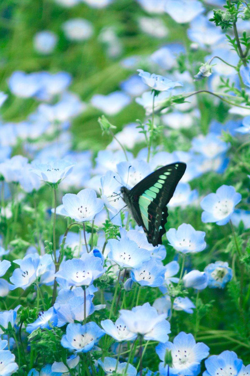 tea0599's tweet image. Canon📸KISS
(撮って出し)

花万博鶴見緑地公園

アオスジアゲハ&amp;amp;ネモフィラ

#ポートレート
#Canon
#アオスジアゲハ
#ネモフィラ