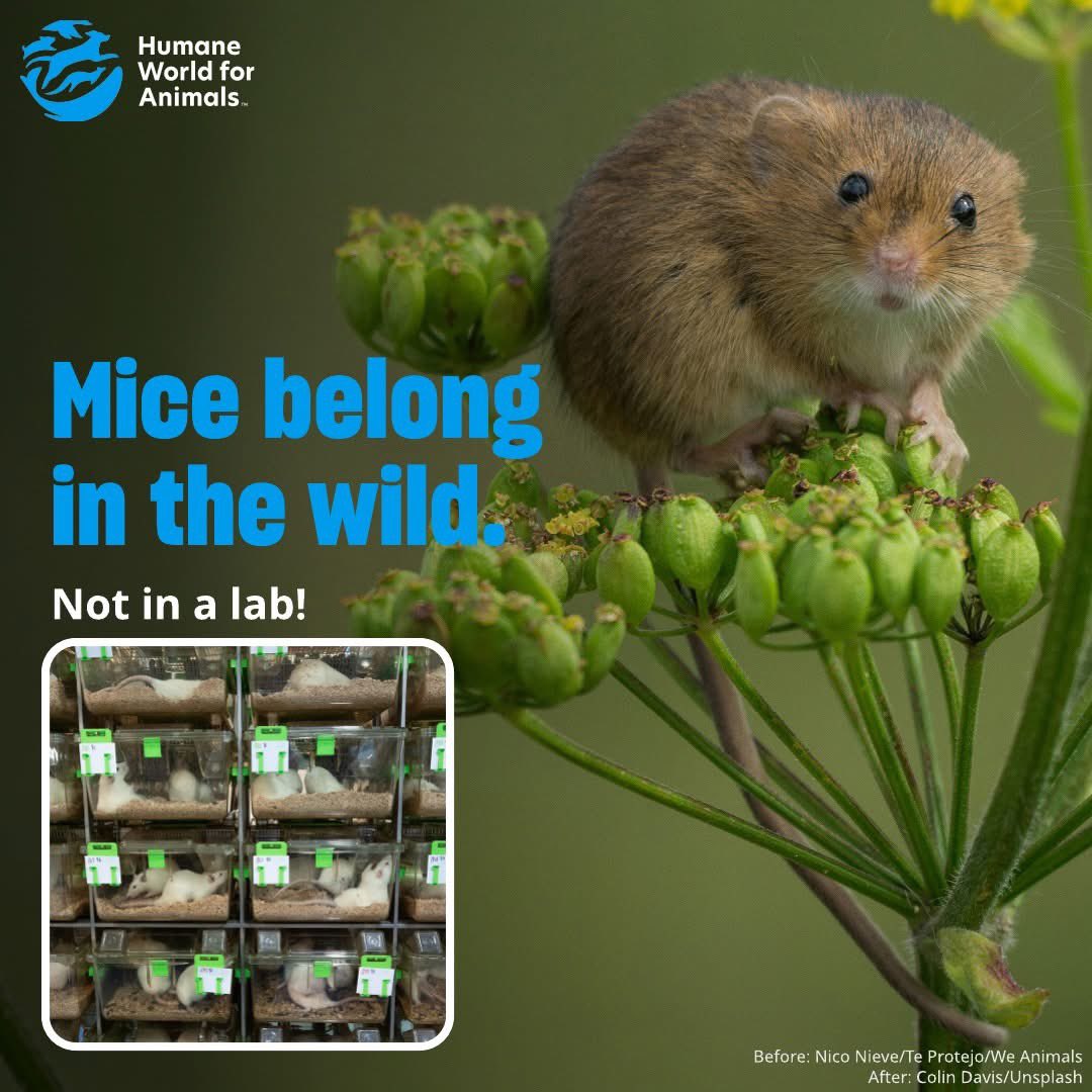 Wild mice live in complex social groups and can travel up to 1km from their nests foraging for a diverse diet. 🐁🌿

But in labs, mice are bred to be docile and sluggish, confined in tiny cages, deprived of the rich sensory input of the wild, and forced to undergo painful