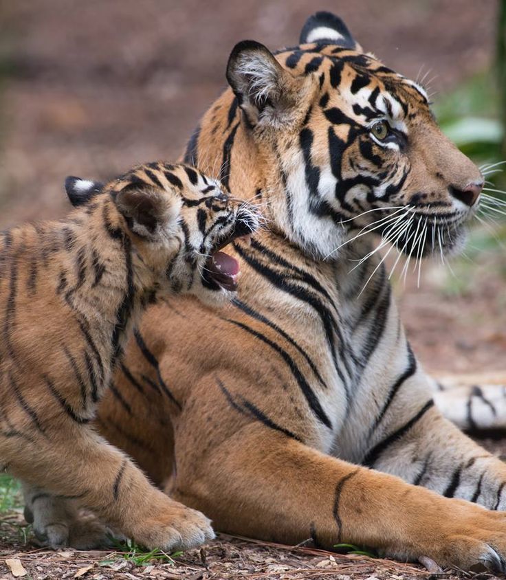 IT'S LION AND TIGERS WORLD tweet media