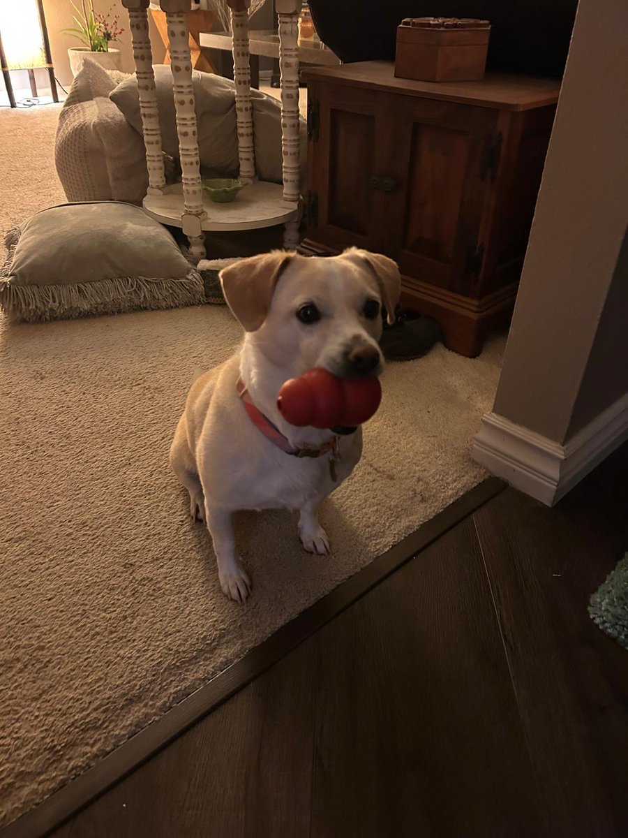 margmizu's tweet image. Sunny waiting and still waiting for his grandparents to arrive. #dogs #doglover #doglovers #doglife