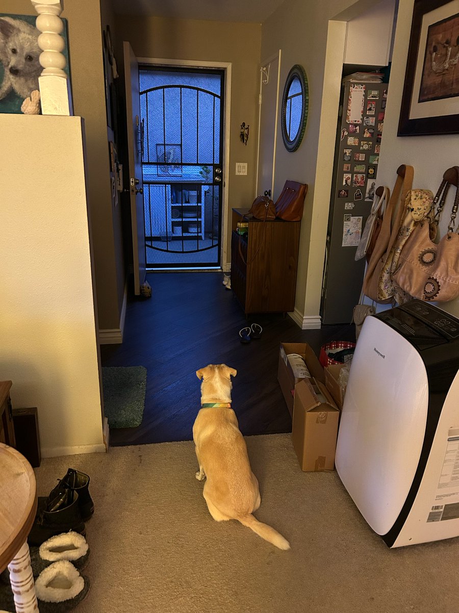margmizu's tweet image. Sunny waiting and still waiting for his grandparents to arrive. #dogs #doglover #doglovers #doglife