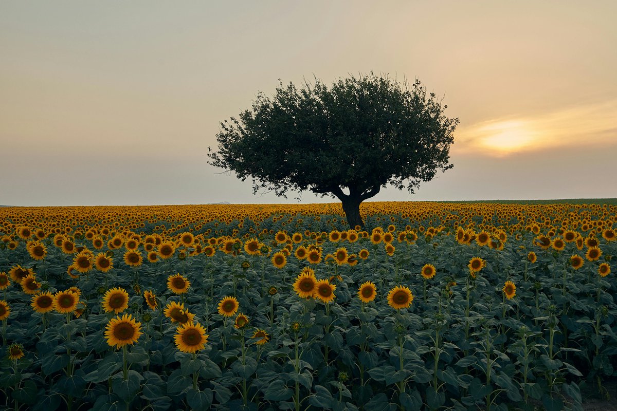 Danhya Calderón🌸 tweet media