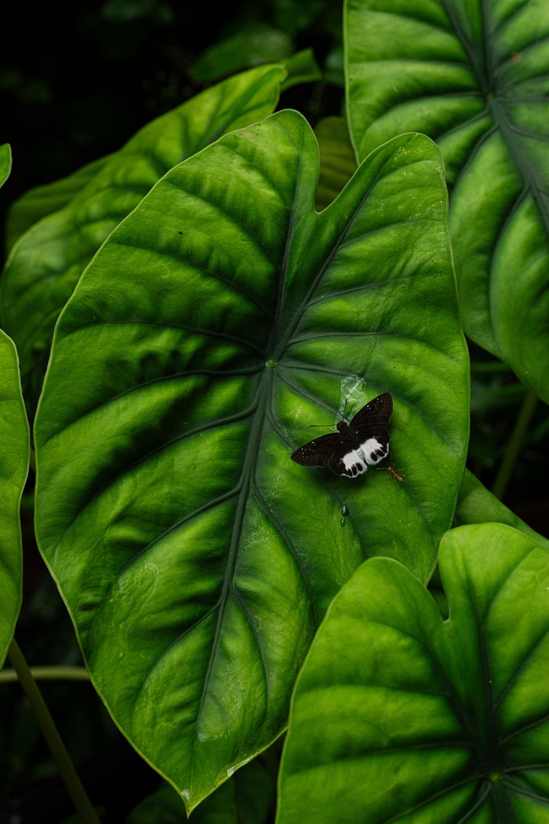 Danhya Calderón🌸 tweet media