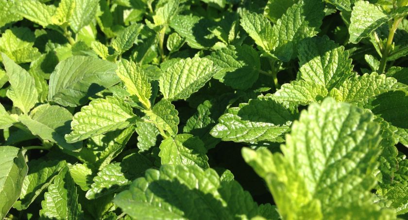 NutWorld's tweet image. Zensera, Givaudan's lemon balm extract, was found to improve congitive test performance and subjective feelings of calmness and focus for five hours after a single dose in a recent clinical study. 

Read More ➡️ hubs.li/Q04cXWWG0 

#botanicals #herbs #supplements