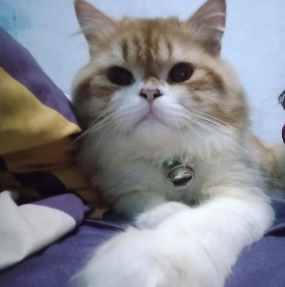odyaaa13804's tweet photo. @telfess mff oot, aku lagi nyari kucing akuuu namanya beryl temen temen telyu kalo ada yang nemu boleh DM aku yaaaa https://t.co/DbDXGhFxiu