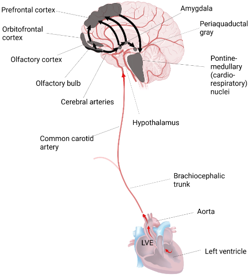 ajpheartcirc's tweet image. Check out today's brand new #ArticleinPress from the University of Pisa, Neural Mechanisms Underlying #Blood #Pressure Dynamics and Cardiovascular Control (Zoran Matic et al.):

ow.ly/fm5C50YNCUz