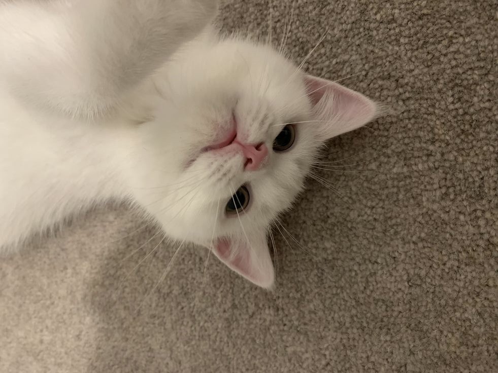 ˖𓍢ִ໋ 𝒥ℯ𝓁𝓁𝓎 ִֶ ࣪ ִ🪽་༘࿐ tweet media