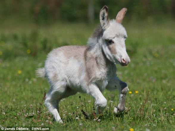 سيحصل هذا الحمار على إعجابات أكثر من التغريدة أدناه 👇